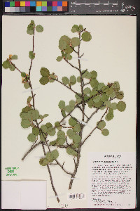 Amelanchier utahensis image