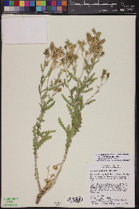 Mentzelia longiloba var. yavapaiensis image