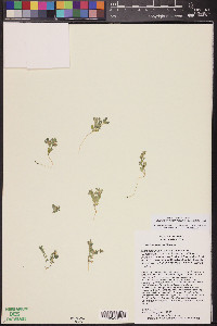 Acmispon brachycarpus image