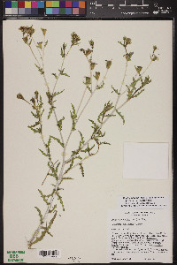 Mentzelia longiloba var. yavapaiensis image