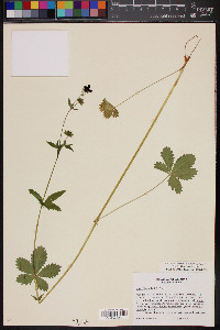 Potentilla thurberi image