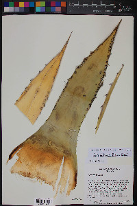 Agave simplex image