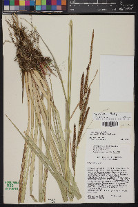 Carex ultra image