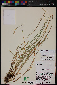 Carex agrostoides image