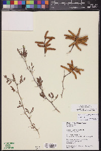 Prosopis pubescens image