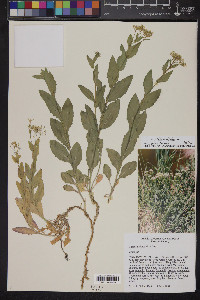 Lepidium draba image