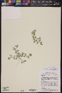 Acmispon maritimus var. brevivexillus image