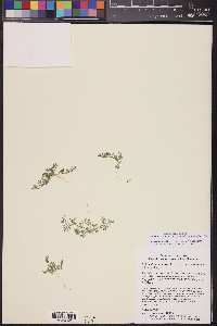 Acmispon strigosus image