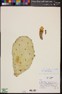 Opuntia wilcoxii image