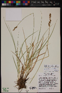 Carex agrostoides image