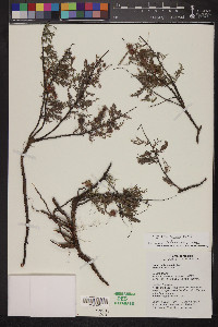 Krameria erecta image