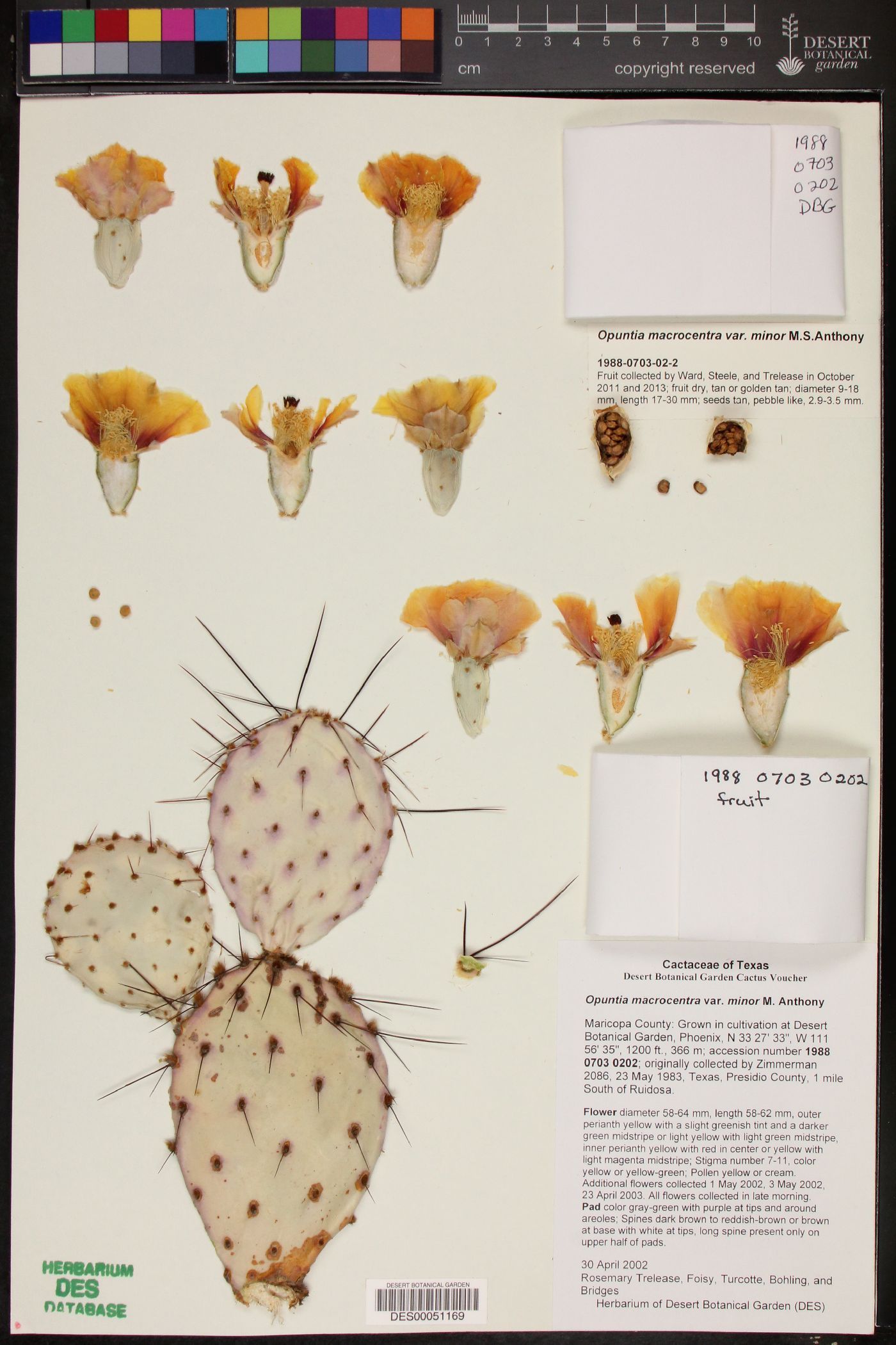 Opuntia macrocentra var. minor image