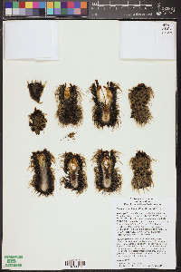 Pachycereus lepidanthus image