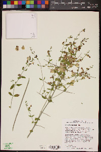 Salazaria mexicana image