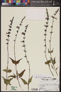 Salvia arizonica image