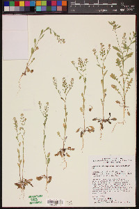 Lepidium lasiocarpum var. lasiocarpum image