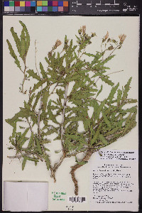 Mentzelia longiloba var. yavapaiensis image