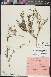 Acmispon rigidus image