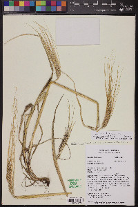 Triticum aestivum image