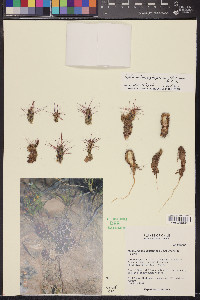 Tephrocactus nigrispinus image