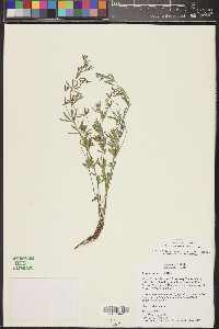 Acmispon utahensis image