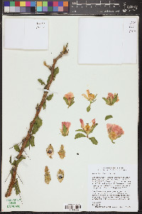 Pereskia sacharosa image