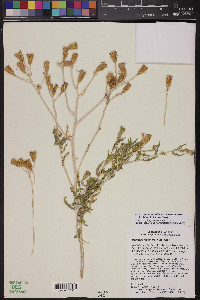 Mentzelia longiloba var. yavapaiensis image