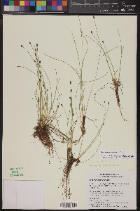 Eleocharis montevidensis image