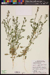 Lepidium lasiocarpum image