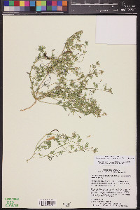 Acmispon strigosus image