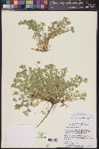 Acmispon brachycarpus image