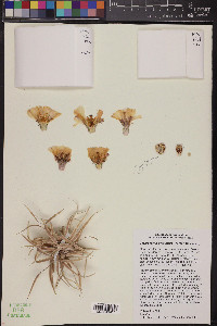 Tephrocactus articulatus image