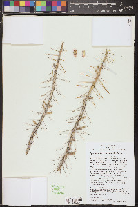 Cylindropuntia leptocaulis image