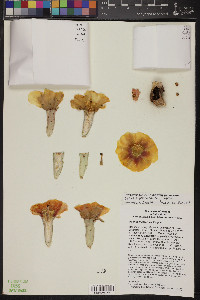 Opuntia phaeacantha image