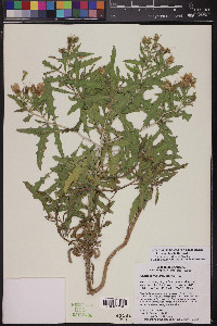 Mentzelia longiloba image