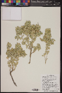 Atriplex confertifolia image