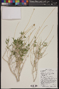 Encelia resinifera image