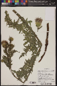 Cirsium arizonicum image