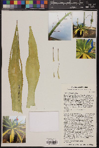 Agave pendula image