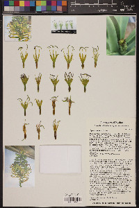 Agave pendula image