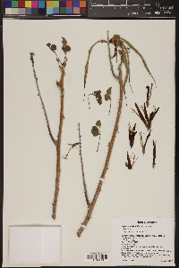 Erythrina flabelliformis image