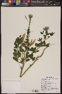 Polanisia dodecandra subsp. trachysperma image