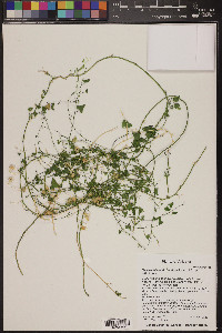 Maurandella antirrhiniflora image