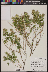 Brickellia baccharidea image