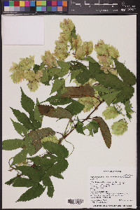 Humulus lupulus var. neomexicanus image