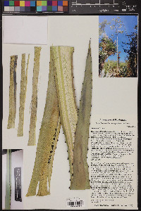 Agave lurida image