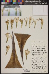 Agave lurida image