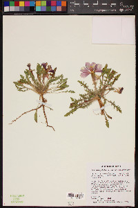 Oenothera primiveris image