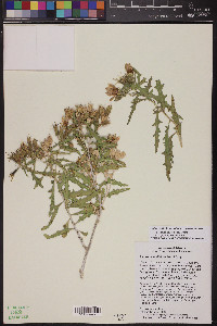 Mentzelia longiloba var. yavapaiensis image