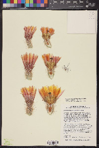 Echinocereus dasyacanthus image